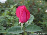 Frederyk Chopin-1.jpg